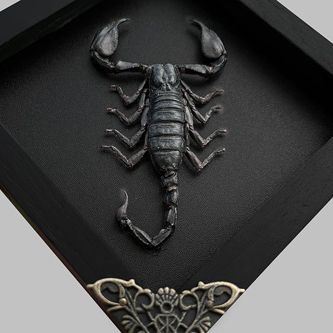 Real Scorpion Black Framed Dried Beetle Shadow Box Entomology Wooden Insect Handmade Taxidermy Wall Art Decor Decoration Tabletop Living Home K14-51-DE