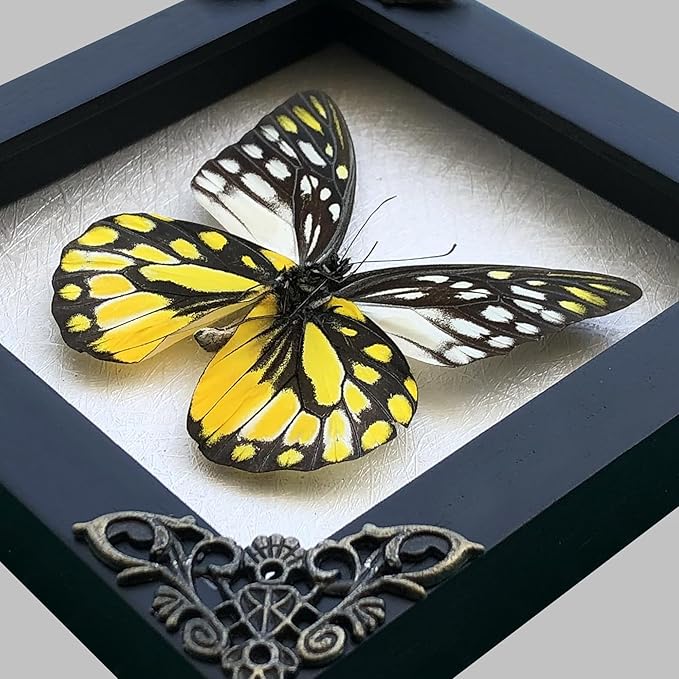 Real Yellow Butterfly White Framed Butterflies Dead Insect Dried Shadow Box Entomology Specimen Display Oddity Taxidermy Decor Living Home K12-10-TR