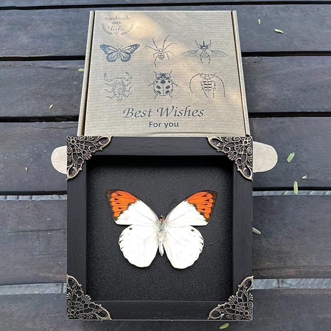 Real Butterfly Black Wooden Frame Shadow Box Handmade Dried Hebomoia Glaucippe Insect Lover Taxidermy Dead Bug Taxadermy Specimen Display Wall Art Hanging Decoration Artwork Home Decor K14-08-DE
