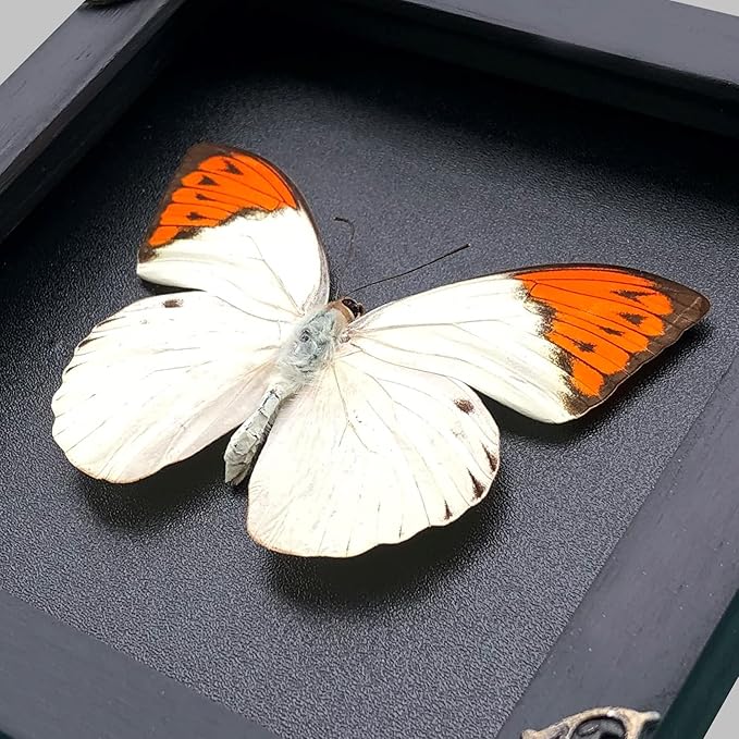 Real Butterfly Black Wooden Frame Shadow Box Handmade Dried Hebomoia Glaucippe Insect Lover Taxidermy Dead Bug Taxadermy Specimen Display Wall Art Hanging Decoration Artwork Home Decor K14-08-DE