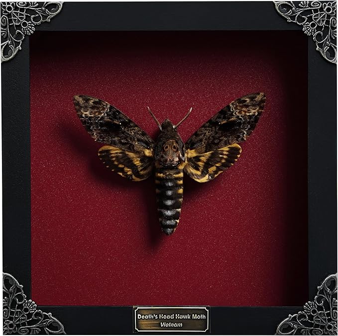 Real Framed Death Head Moth Shadow Box Unique Taxidermy Oddity Specimen Entomology Insect Witchy Gothic Decor Gallery Home Room Decor K18-01-DO