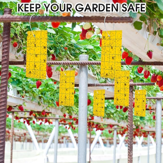 Qualirey 150 Pcs 6'' X 8'' Sticky Trap for Gnats Dual Side Sticky Fruit Fly Trap with Tie Plant for Flying Insect Fungus Bugs Flying Catcher for Indoor