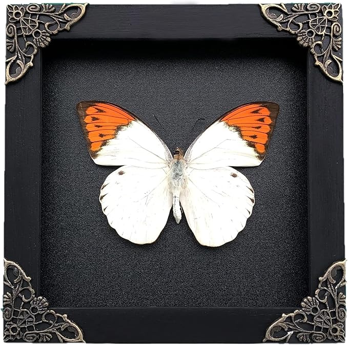 Real Butterfly Black Wooden Frame Shadow Box Handmade Dried Hebomoia Glaucippe Insect Lover Taxidermy Dead Bug Taxadermy Specimen Display Wall Art Hanging Decoration Artwork Home Decor K14-08-DE
