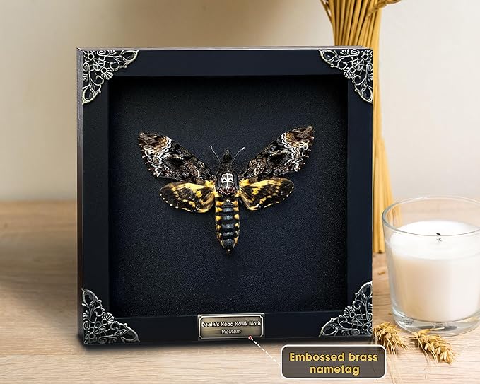Death Head Moth Acherontia Skull Butterfly Handmade Shadow Box Oddity Curiosities Unique Gift Taxidermy Collectables Tabletop Wall Art Home Decor Living Gallery Bedroom K18-01-DE-MT