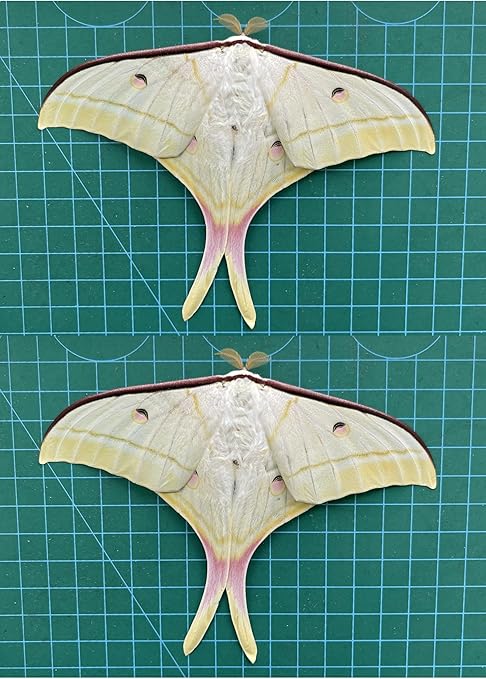 vinatimes 2 Real Luna Moth Butterfly Specimen Artwork Dead Animal Unmounted Preserved Entomology Gifts Taxidermy Oddity Scientific Lover Insect Art Display Gallery Decoration Indoor Home 2BU33-DUC