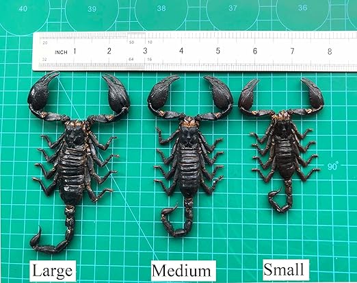6 Pcs of Real Small Scorpions 3.5" Preserved Insect Specimens Taxidermy for Crafts Study DIY Science Classroom Science Education Oddities Entomology Collection SCOR12X6