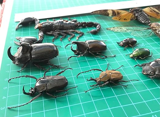 15 Real Beetle Bee Cicada Scorpion Preserved Specimen Dried Insect Dead Bug Unmounted Raw Oddity Taxidermy Entomology Artwork Creepy Spooky Curiosities Home Decor Bug Preserved BOSET10
