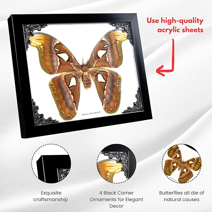 Framed Atlas Moth Wall Decor Box Frame | Mexican Gothic Taxidermy | Witch & Halloween Décor for Bedroom | Goth Decor, Oddities, and Witchy Spaces