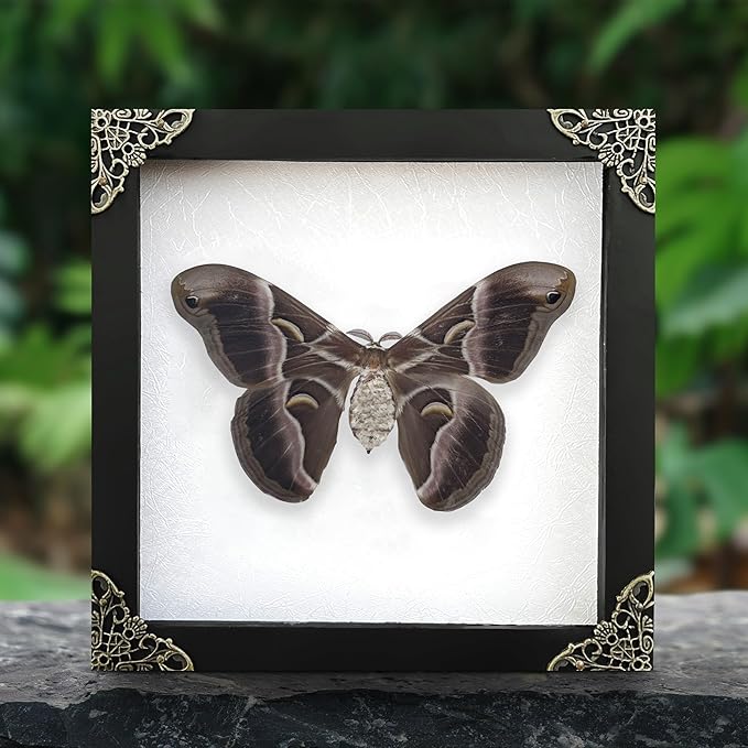 Real Moth Atlas Butterfly Wooden Framed Dead Insect Dried Bug Beetle Shadow Box Black Taxidermy Specimen Display Oddity Tabletop Standable Wall Hanging Home Decor K16-42-TR