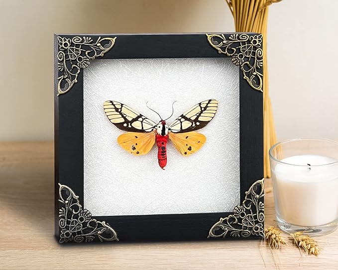 Real Yellow Moth Butterfly Shadow Box Gothic Décor Spooky Gifts Dried Entomology Insect Lover Taxidermy Specimen Display Wall Decor K12-14-TR