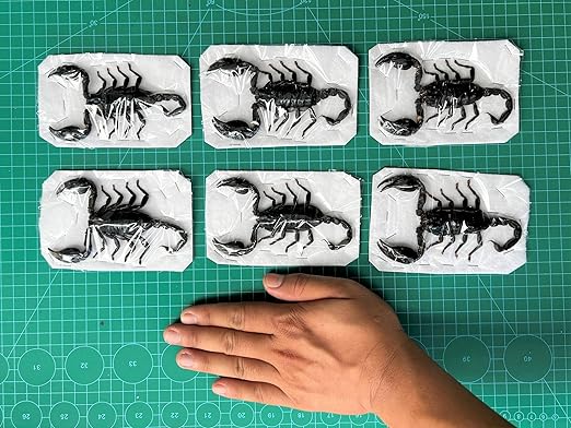 vinatimes 6 Pcs of Real Giant Scorpion 7" Preserved Large Beetle Bug Dried Pinning Entomology Taxidermy Scientific Unmounted Raw Specimen Oddity Collection Artwork UM11