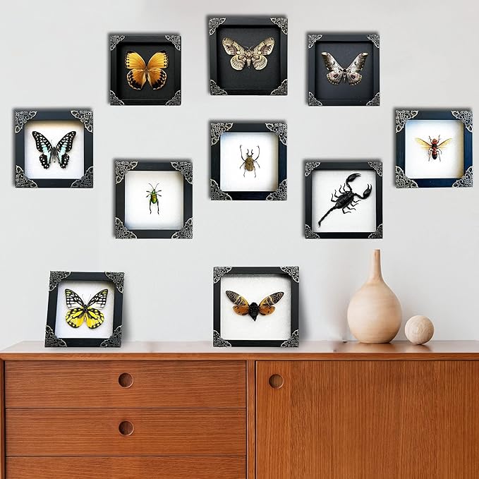 Real Yellow Butterfly White Framed Butterflies Dead Insect Dried Shadow Box Entomology Specimen Display Oddity Taxidermy Decor Living Home K12-10-TR