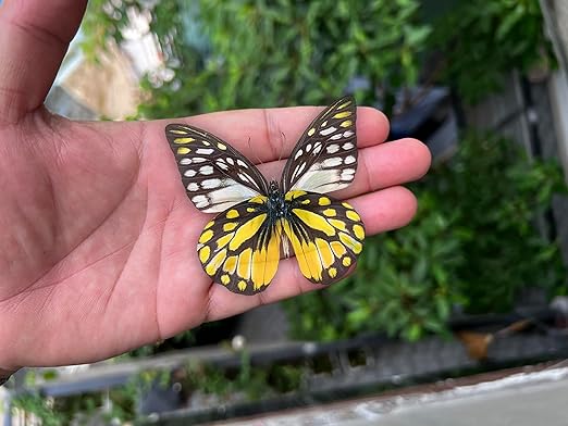Real Butterfly Specimen Collection Butterflies Mounted Dead Animal Preserved Entomology Taxidermy Oddity Scientific Lover Insect Nature Art Artwork Display Gallery Decor Decoration Indoor Home BU-10