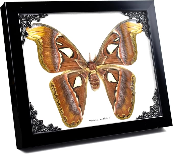 Framed Atlas Moth Wall Decor Box Frame | Mexican Gothic Taxidermy | Witch & Halloween Décor for Bedroom | Goth Decor, Oddities, and Witchy Spaces