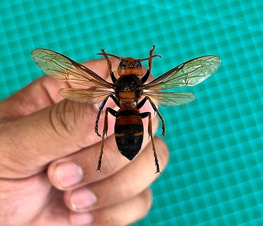 4 Real Hornet Bee Specimen Bug Collection Mounted Preserved Entomology Taxidermy Oddity Scientific Lover Insect Science Education Artwork Display Gallery Decoration Indoor Home BO54X4