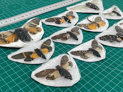 vinatimes 10 Real Cicadas Beetle Bugs Scorpion Insects Specimem Taxidermy Dead Dried Shadow Box Entomology Display Gothic Tabletop Decoration Artwork Oddities Craft Wall Decor Home VESET10