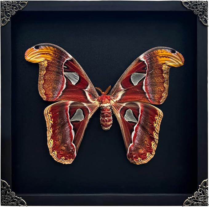 Real Atlas Moth Butterfly Frame Insect Lover Black Frame Shadow Box Taxidermy Specimen Room Decor Wall Hanging Tabletop Home Art K26-35-DE