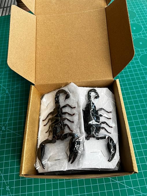vinatimes 6 Pcs of Real Giant Scorpion 7" Preserved Large Beetle Bug Dried Pinning Entomology Taxidermy Scientific Unmounted Raw Specimen Oddity Collection Artwork UM11