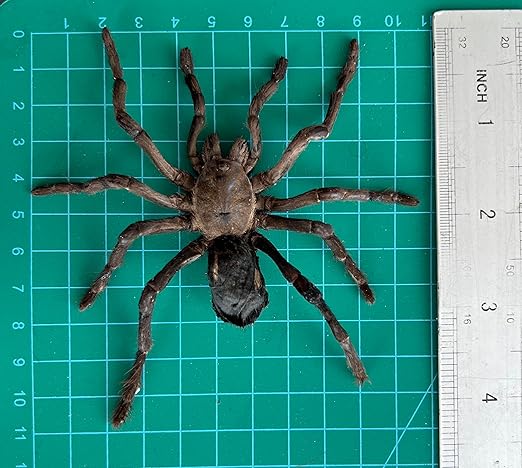 2 Real Spider Specimen Collection Bugs Mounted Dead Animal Preserved Entomology Taxidermy Oddity Scientific Lover Insect Office Desk Art Artwork Display UM-18