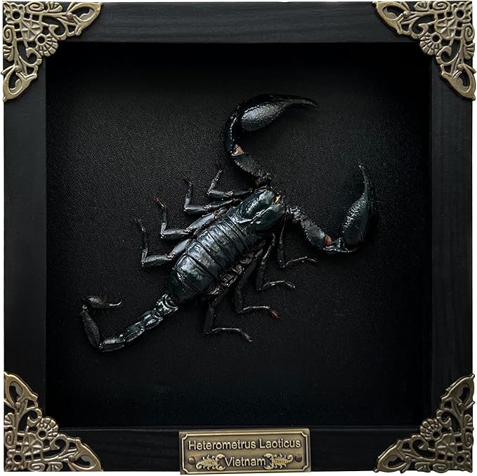 Real Large Scorpion Wooden Frame Shadow Box Dried Insect Lover Taxidermy Dead Bug Entomology Specimen Display Wall Art Hanging Decoration Home Living Décor K16-51-DE