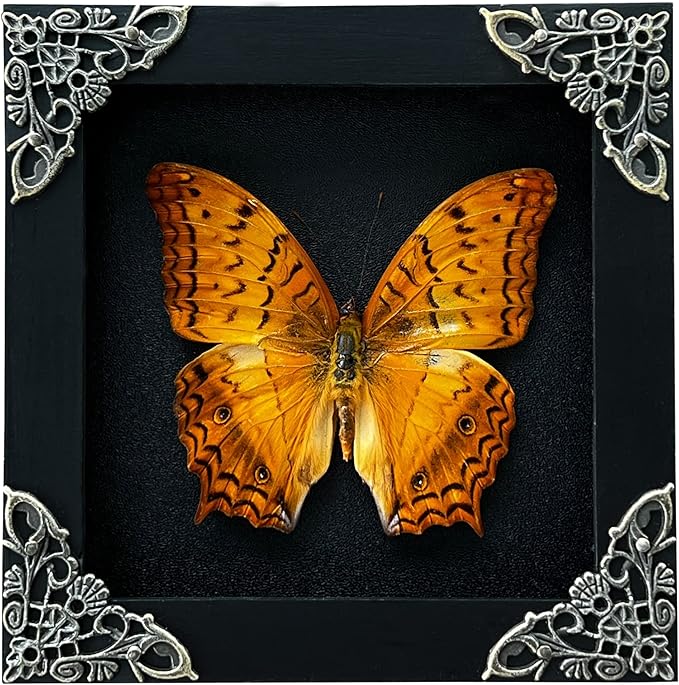 Real Framed Butterfly Handmade Gifts Insect Dried Butterflies Lover Shadow Box Taxidermy Oddity Entomology Collectables Specimen Decoration Wall Room Home Decor Gallery K12-31-DE