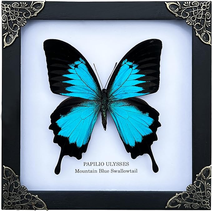 Real Blue Mountain Swallowtail Butterfly White Wooden Frame Shadow Box Dried Handmade Craft Insect Lover Taxidermy Dead Bug Taxadermy Specimen Wall Decoration K16-28-TR