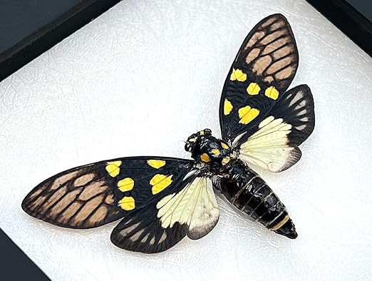 4 Real Cicada Specimen Bug Preserved Science Education Entomology Collection Mounted Taxidermy Oddity Scientific Lover Insect Artwork Display Gallery Decoration Indoor Home VE79X4