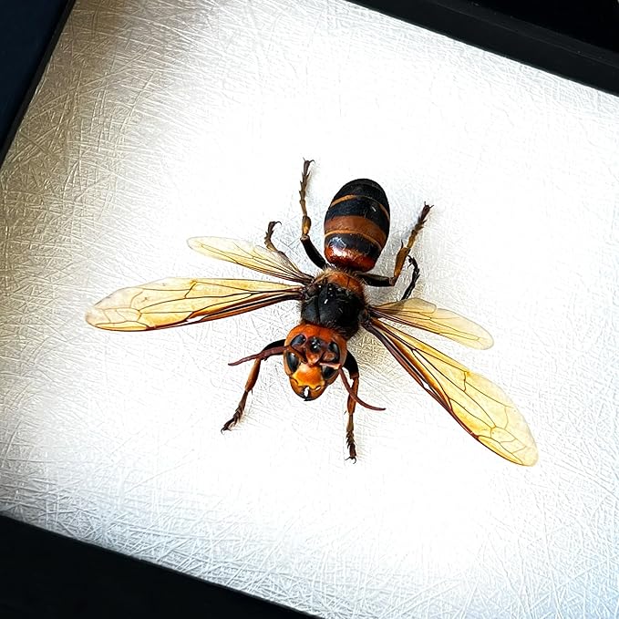 Real Wasp Murder Hornet Beetle Handmade White Wooden Frame Shadow Box Taxidermy Specimen Display Wall Art Hanging Decoration Artwork Home Décor K12-54-TR