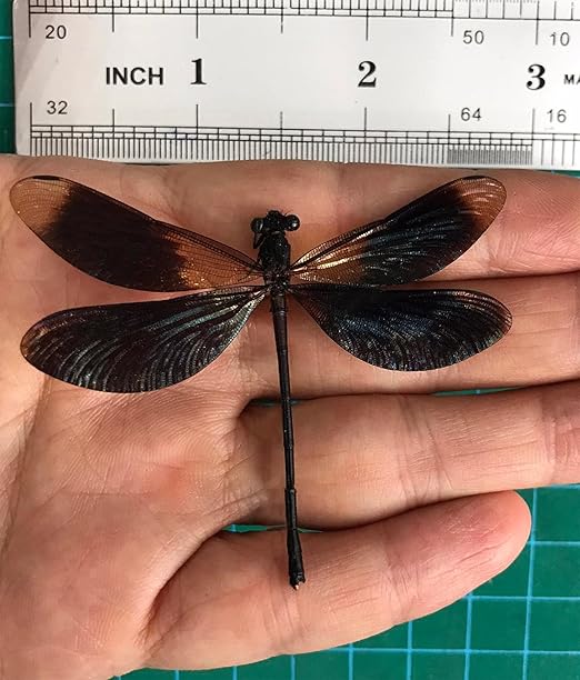 6 Real Black Dragonfly Specimen Collection Bug Mounted Dead Animal Preserved Entomology Taxidermy Oddity Scientific Lover Insect Nature Art Artwork Display Gallery Decor Decoration Indoor Home BO85X6