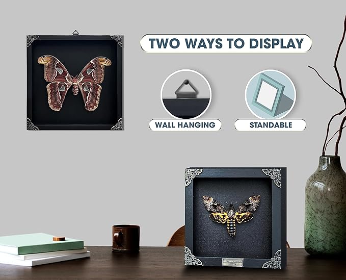 Real Death Head Moth Acherontia Butterfly White Frame Entomology Shadow Box Insect Oddity Skull Curiosities Unique Taxidermy Collectables Tabletop Wall Art Home Decor Living Gallery Bedroom K18-01-TR