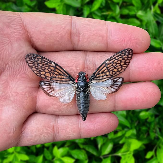 Real Cicada Tailanga Taxidermy Framed Dried Insect Shadow Box Beetle Bug Wooden Specimen Room Display Oddity Tabletop Wall Hanging Home Decor K12-63-KINH