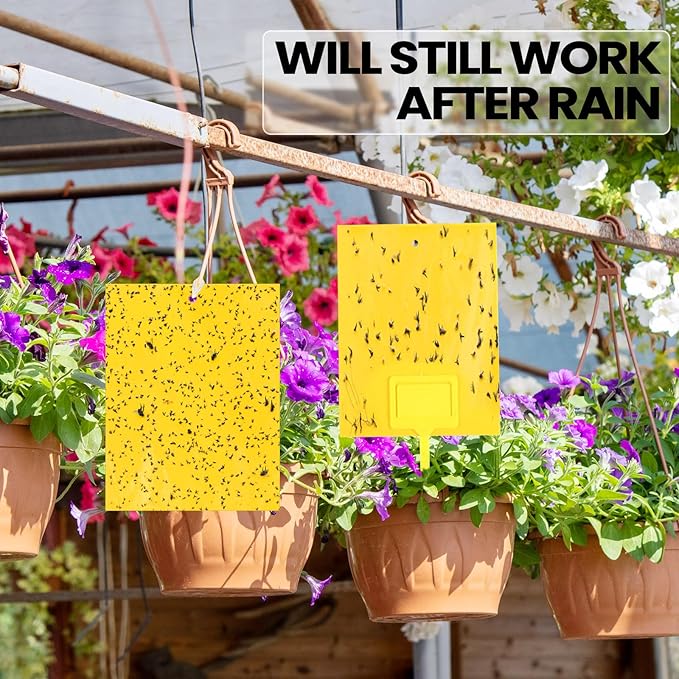 Qualirey 250 Pcs Yellow 6 x 8 Inch Sticky Traps for Gnats Dual Sided Fruit Fly Sticky Traps for Indoor and Outdoor Plant with Twist Ties and Plastic Holders for Fungus Gnats, Bug, Flying Insect