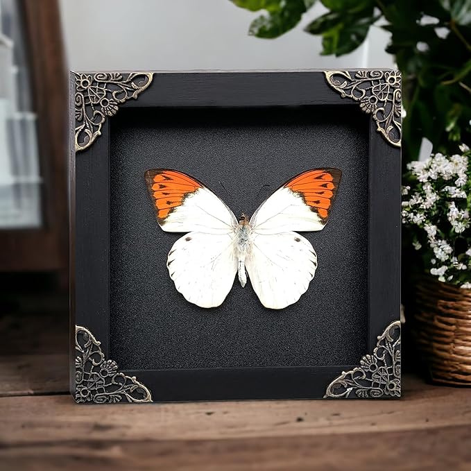 Real Butterfly Black Wooden Frame Shadow Box Handmade Dried Hebomoia Glaucippe Insect Lover Taxidermy Dead Bug Taxadermy Specimen Display Wall Art Hanging Decoration Artwork Home Decor K14-08-DE