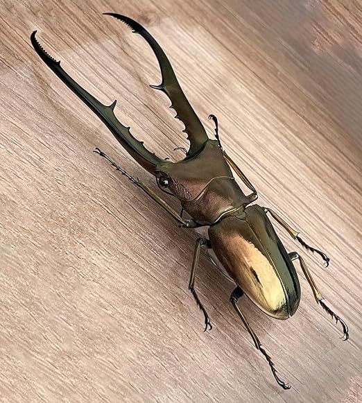 4 Real Stag Beetle Specimen Collection Bug Mounted Dead Animal Preserved Entomology Taxidermy Oddity Scientific Lover Insect Nature Art Artwork Display Gallery Decor Decoration Indoor Home BO84X4