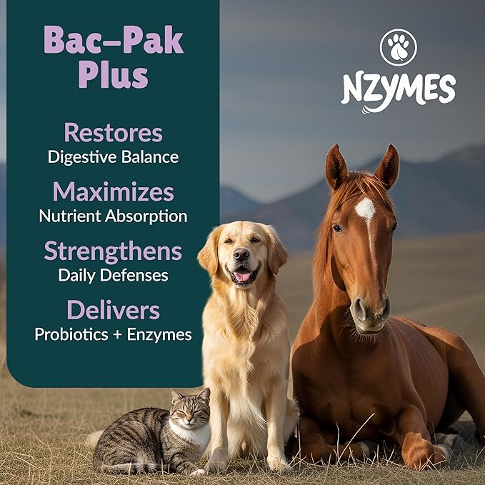 Nzymes® Bac-Pak Plus 100 Grams Digestive Enzymes and Probiotics for Digestion, Loose Stools, Diarrhea, Constipation, Improved Nutrient Uptake - Made in The USA