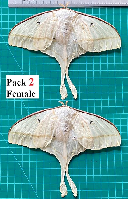 2 Real Luna Moth Butterfly Specimen Collection Mounted Dead Animal Preserved Entomology Taxidermy Oddity Scientific Lover Insect Art Artwork Display Gallery Decor Decoration Indoor Home 2BU33