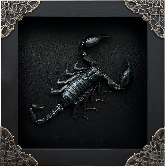 Real Scorpion Black Framed Dried Beetle Shadow Box Entomology Wooden Insect Handmade Taxidermy Wall Art Decor Decoration Tabletop Living Home K14-51-DE