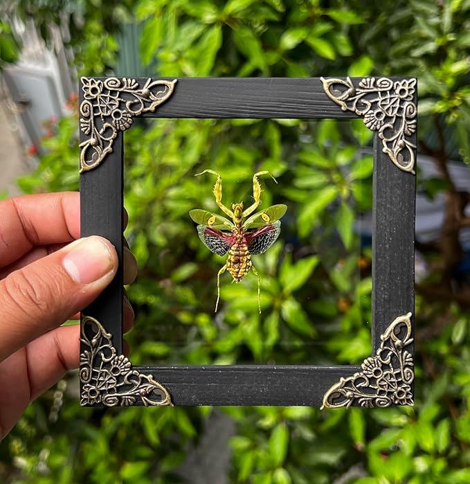 Real Green Mantis Spooky Gifts Dried Preserved Beetle Insect Lover Entomology Taxidermy Bug Oddity Specimen Display Wall Decoration K12-62-KINH