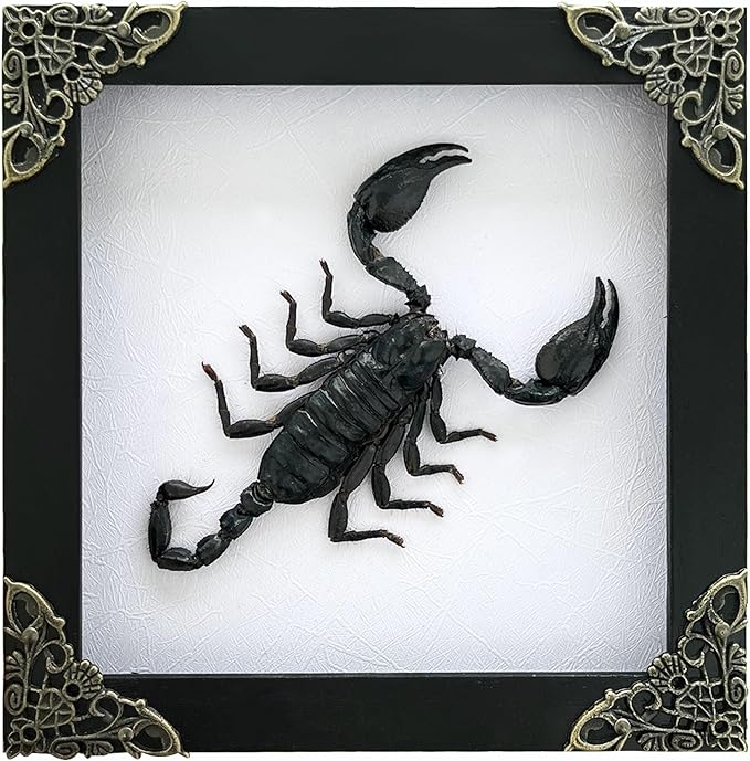 Real Giant Scorpion Framed Dried Beetle Shadow Box Entomology Wooden Insect Handmade Taxidermy Wall Art Decor Decoration Tabletop Living Home K14-51-TR