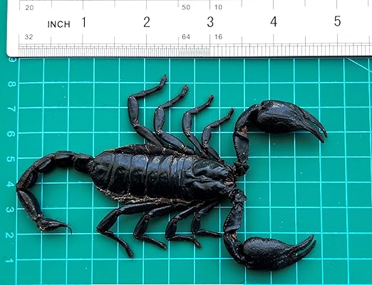 Real Giant Scorpion Specimen Preserved Dried Insect Dead Bug Unmounted Raw Oddity Taxidermy Entomology Artwork Creepy Aesthetics Spooky Curiosities Gothic Home Decor Wall Crafts BO-51