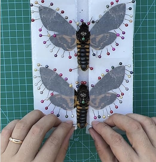 vinatimes Real Death Head Moth Acherontia Hawkmoth Mounted Skull Moth Entomology Dried Insect Butterfly Taxidermy Oddity Artwork 1MCU