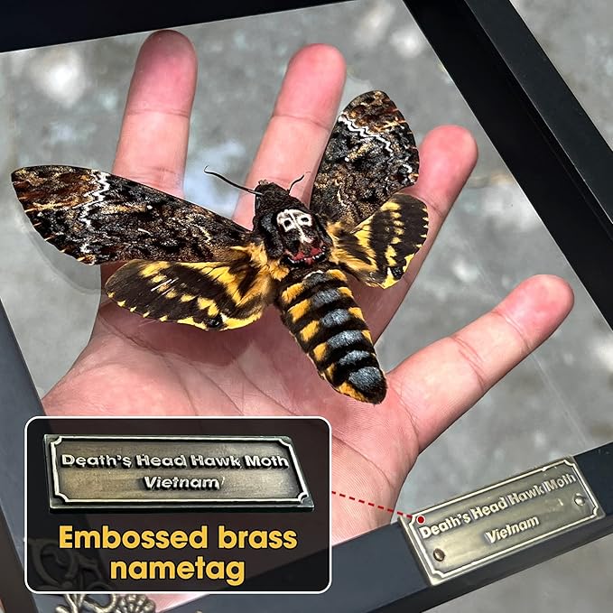 Real Framed Death Head Moth Acherontia Skull Butterfly Handmade Shadow Box for Dad Oddity Curiosities Unique Taxidermy Insect Collectables Wall Art Home Decor Bedroom K18-01-KINH