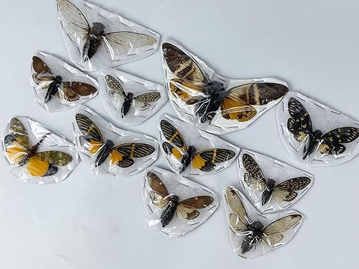 vinatimes 10 Real Cicadas Beetle Bugs Scorpion Insects Specimem Taxidermy Dead Dried Shadow Box Entomology Display Gothic Tabletop Decoration Artwork Oddities Craft Wall Decor Home VESET10