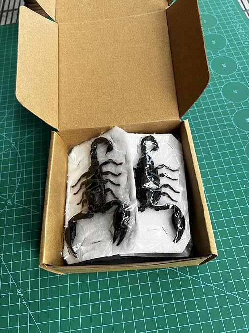 6 Pcs of Real Small Scorpions 3.5" Preserved Insect Specimens Taxidermy for Crafts Study DIY Science Classroom Science Education Oddities Entomology Collection SCOR12X6