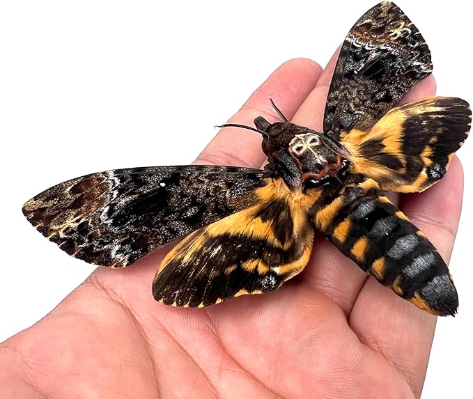 Real Framed Death Head Moth Acherontia Skull Butterfly Handmade Shadow Box for Dad Oddity Curiosities Unique Taxidermy Insect Collectables Wall Art Home Decor Bedroom K18-01-KINH