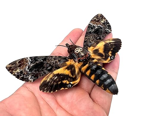 vinatimes Real Death Head Moth Acherontia Hawkmoth Mounted Skull Moth Entomology Dried Insect Butterfly Taxidermy Oddity Artwork 1MCU