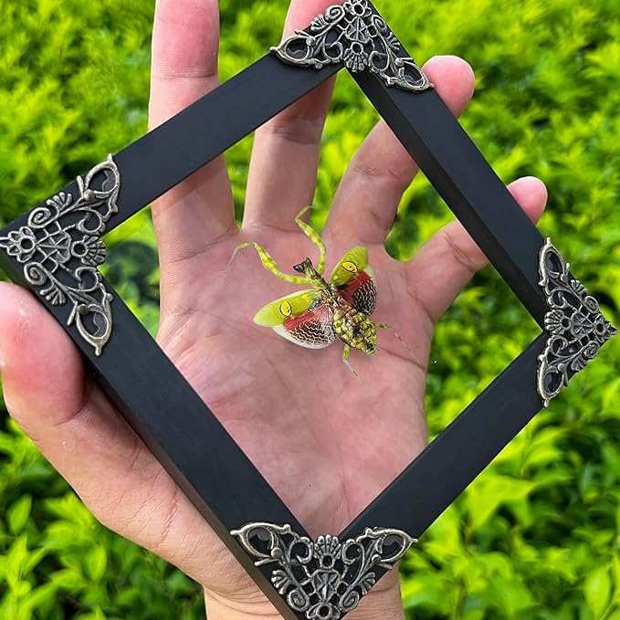 Real Green Mantis Spooky Gifts Dried Preserved Beetle Insect Lover Entomology Taxidermy Bug Oddity Specimen Display Wall Decoration K12-62-KINH