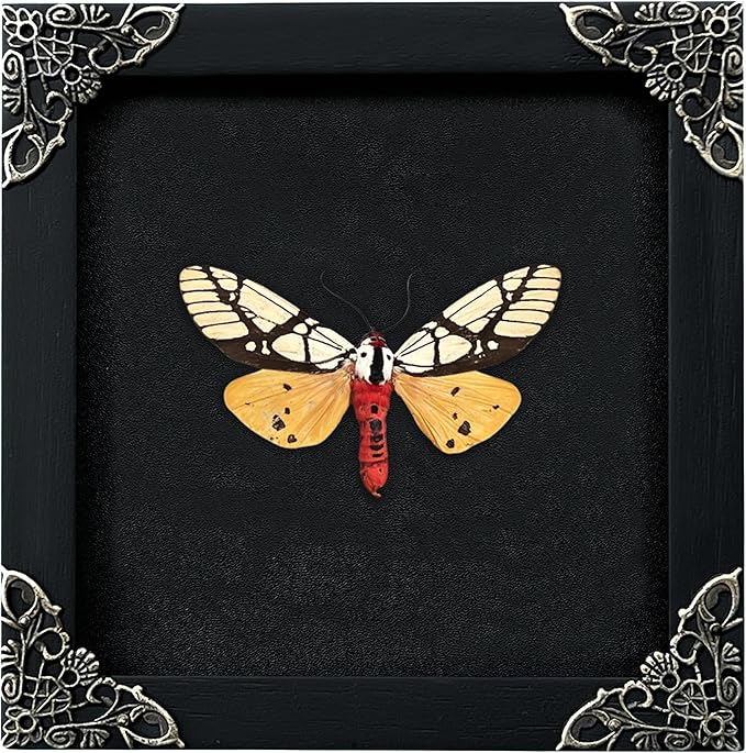 Real Yellow Moth Butterfly Shadow Box Gothic Décor Spooky Gifts Dried Entomology Insect Lover Taxidermy Specimen Display Wall Decor K12-14-DE