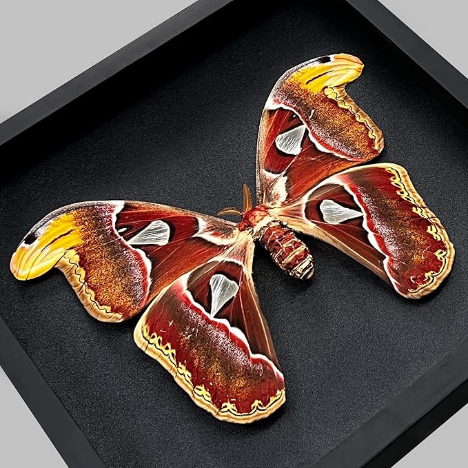 Real Atlas Moth Butterfly Frame Insect Lover Black Frame Shadow Box Taxidermy Specimen Room Decor Wall Hanging Tabletop Home Art K26-35-DE