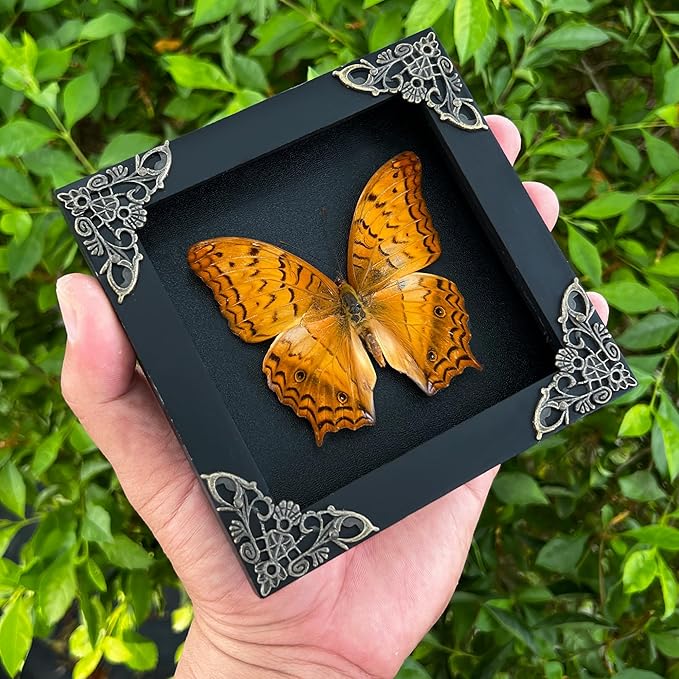 Real Framed Butterfly Handmade Gifts Insect Dried Butterflies Lover Shadow Box Taxidermy Oddity Entomology Collectables Specimen Decoration Wall Room Home Decor Gallery K12-31-DE